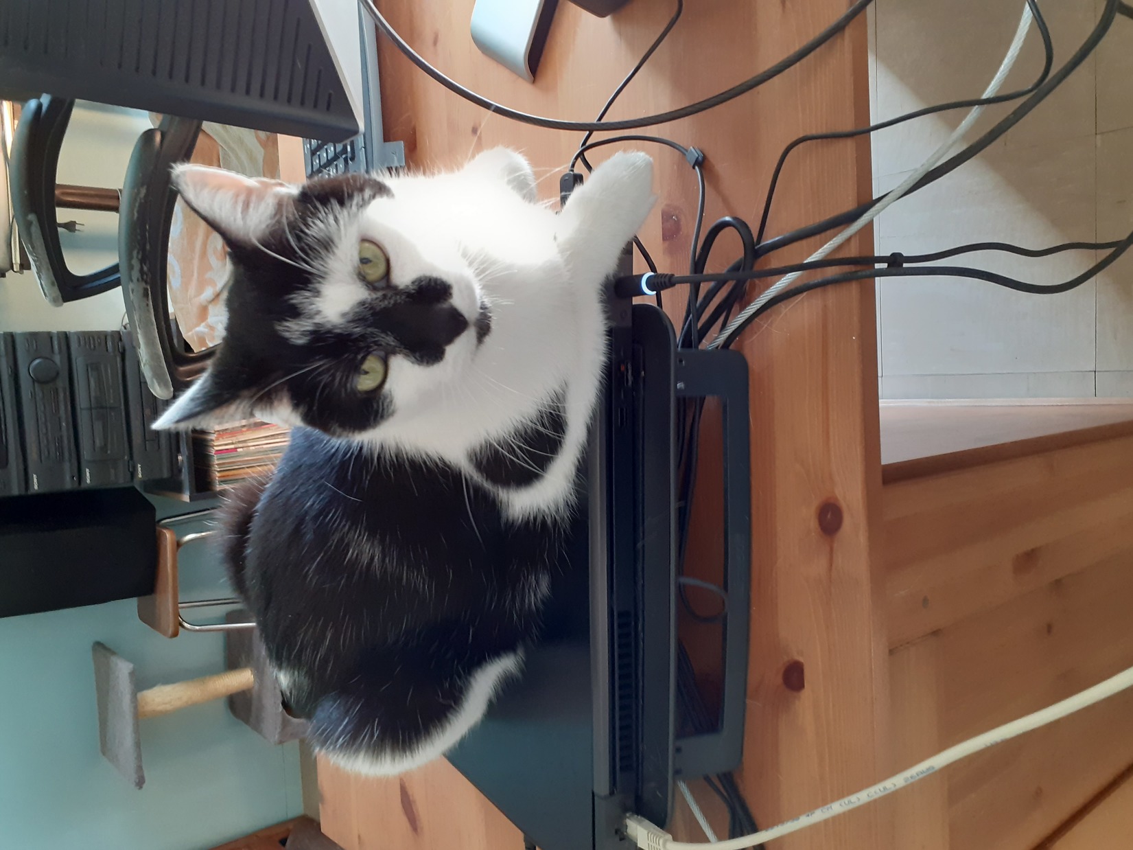Photo de Gribouille