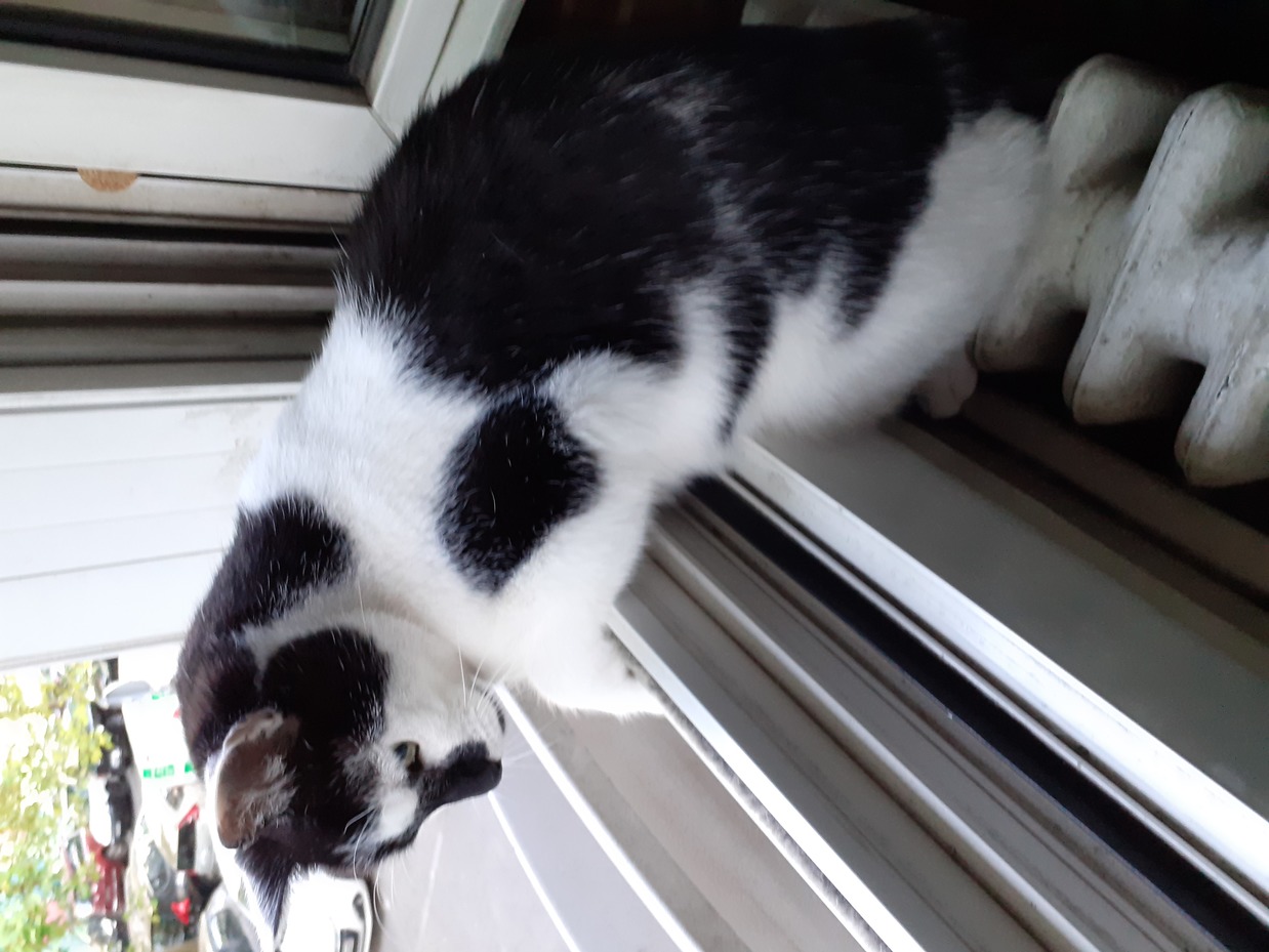 Photo de Gribouille