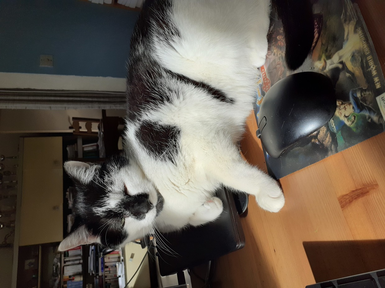 Photo de Gribouille