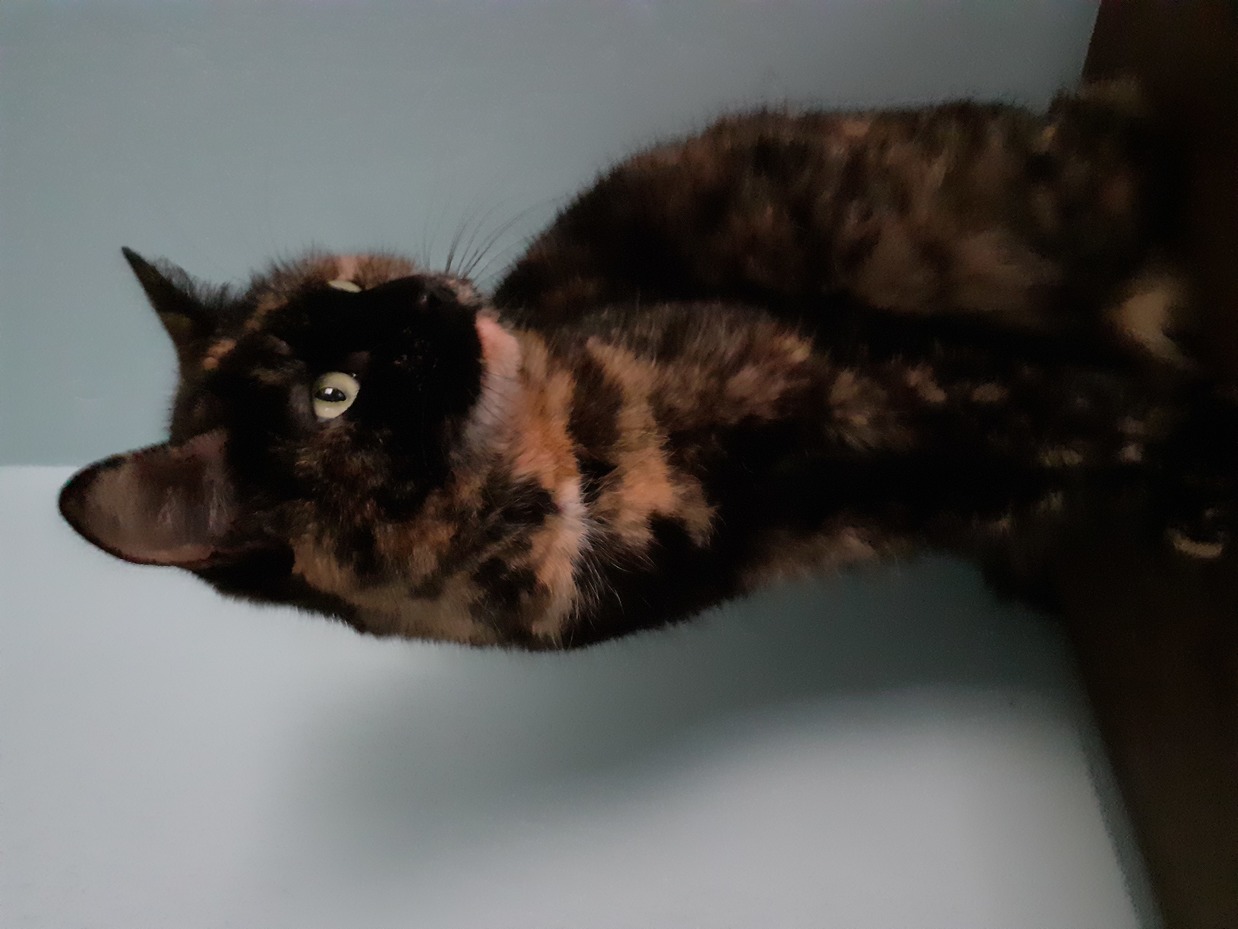 Photo de Gribouille