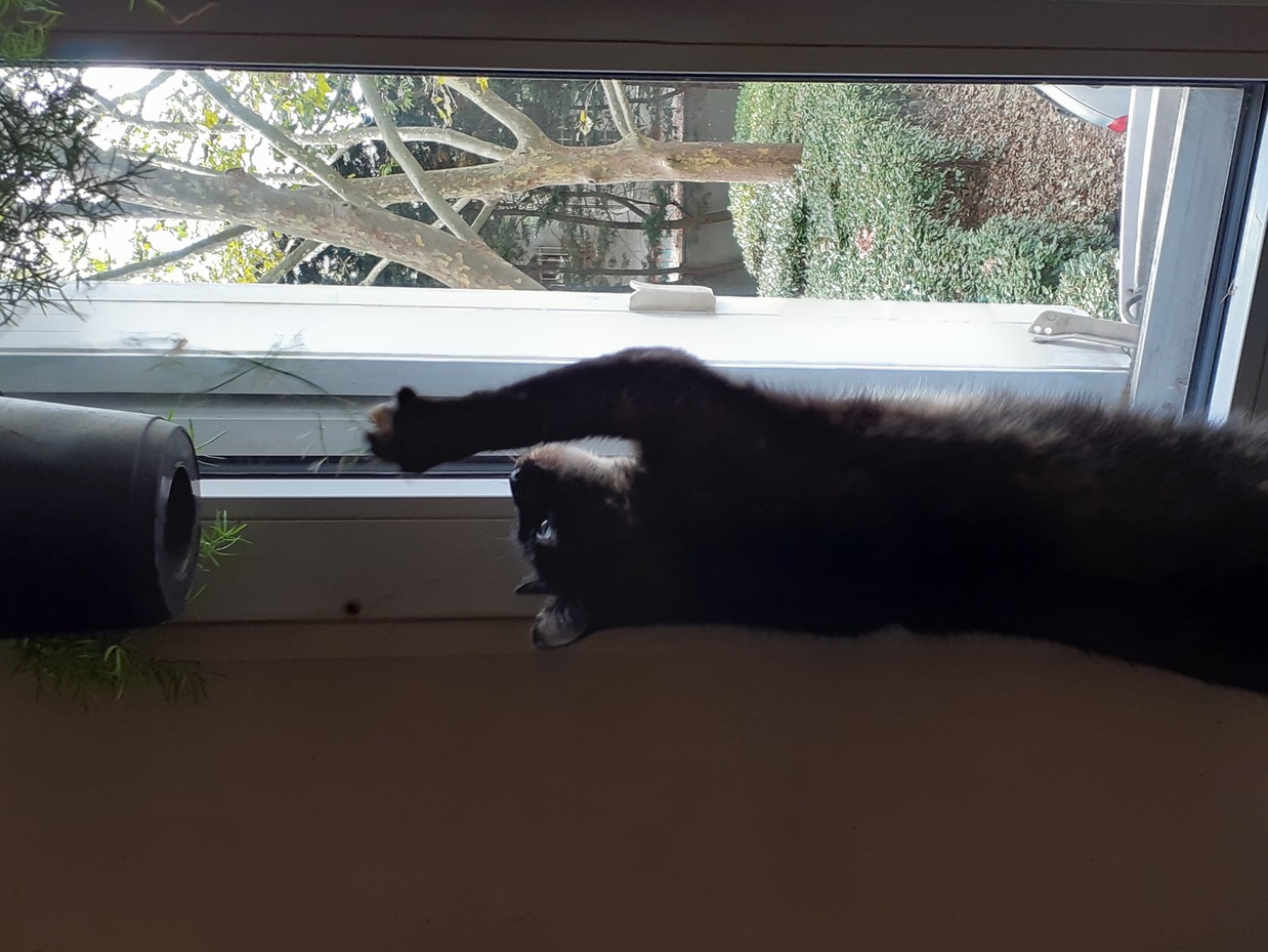 Photo de Gribouille